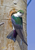 Violet-green Swallow male